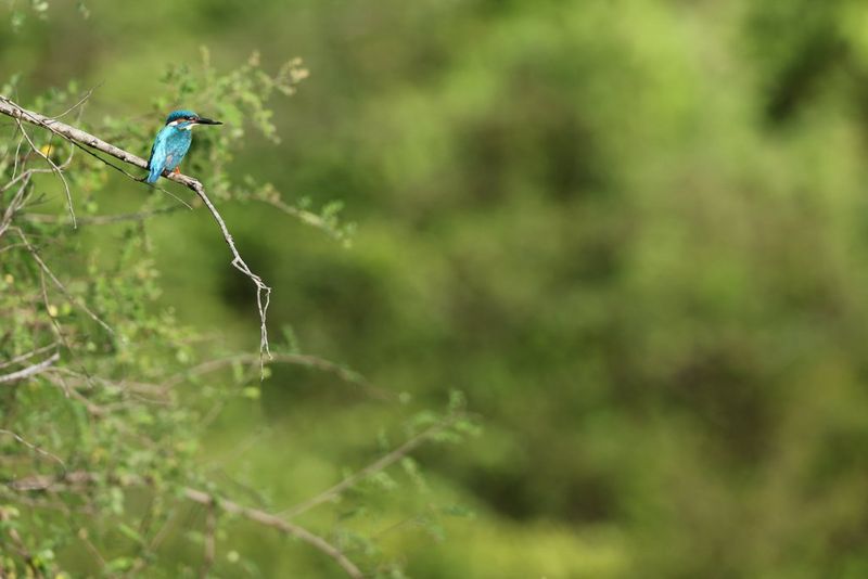 A kingfisher sits on a tree branch in a forest. Shot on Canon EOS R5 Mark II.