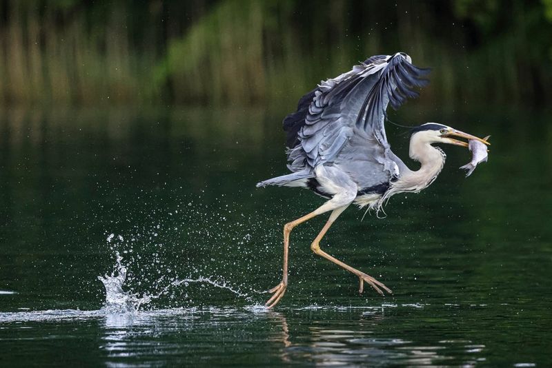 A heron with a fish in its beak, about to take flight, seems to be skipping along the surface of the water. 