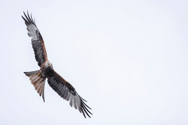 A bird of prey soaring through the sky.