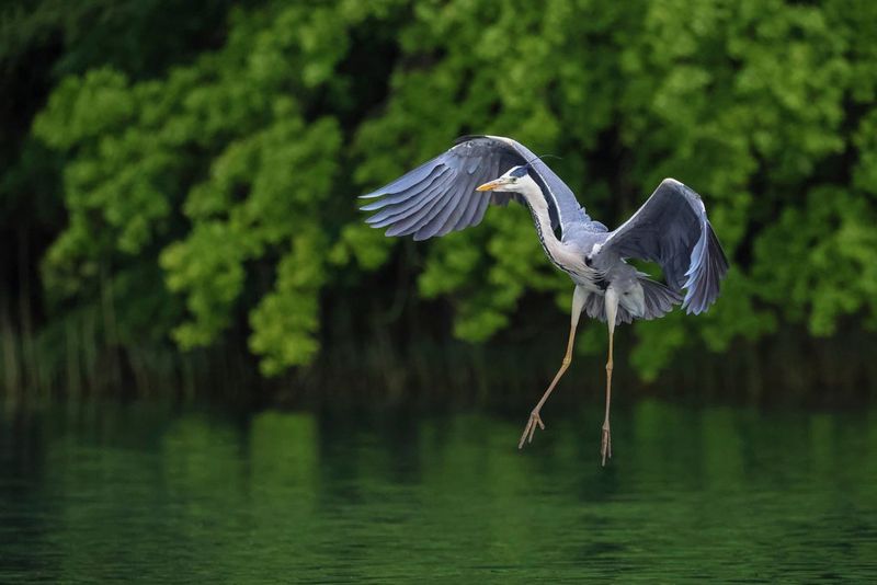 A heron frozen in motion coming in to land on the water, with its wings curved and legs outstretched.