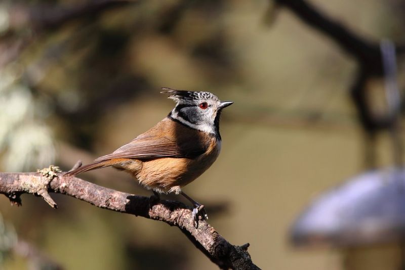 A close-up of the red eye on a brown and feathered bird on a branch.