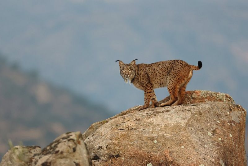 An Iberian lynx stands on a rocky outcrop, looking alertly towards the camera.