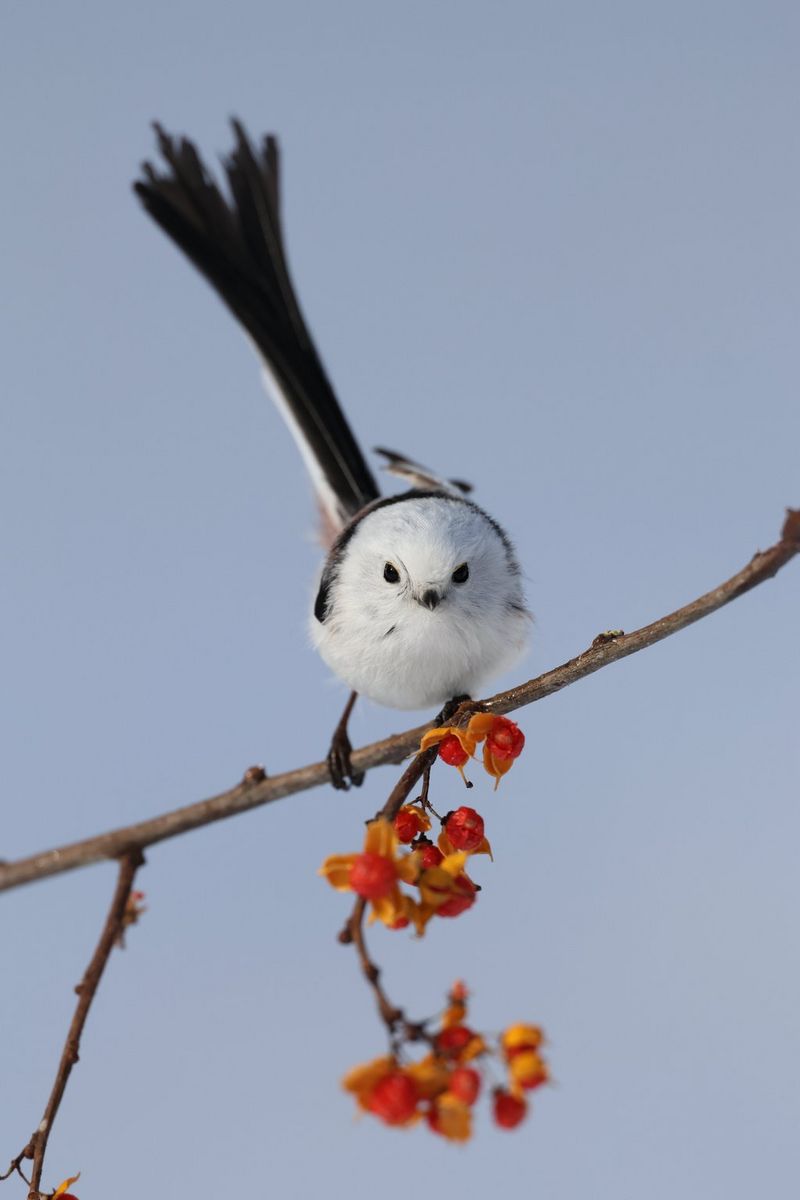 A small white bird perches on a branch with red berries, its long black tail raised behind it.