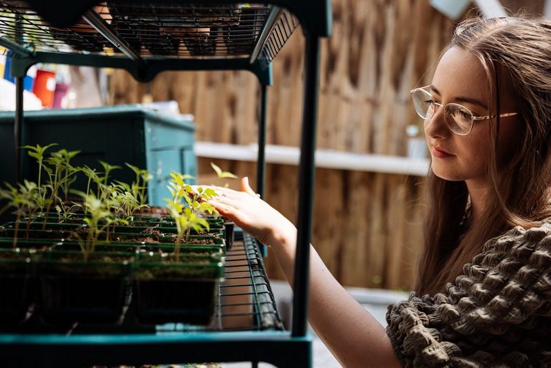 A young woman tends to rows of seedlings on a shelf in her potting shed.