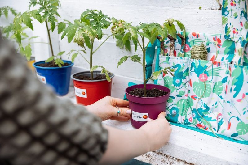 Hands sticking a 'Tomato' label, illustrated with a small, red tomato graphic, onto a plant pot.
