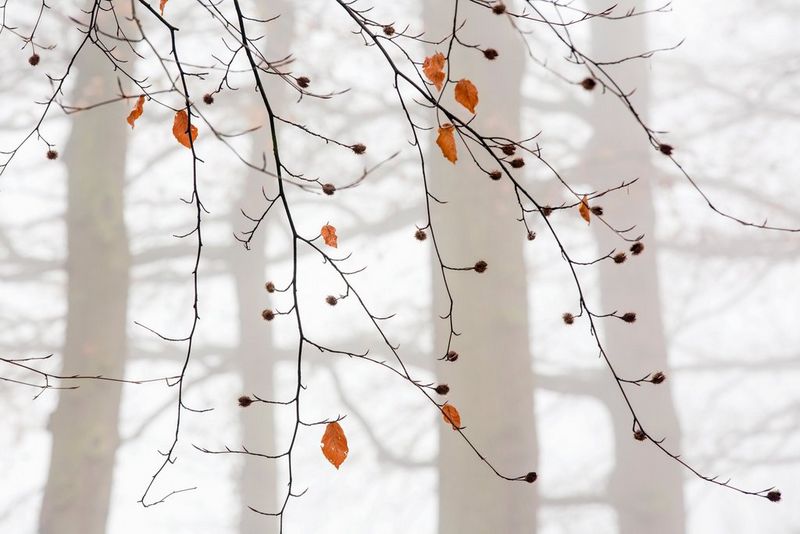 A few leaves hang on to otherwise bare branches as pale tree trunks are seen in the mist in the background.