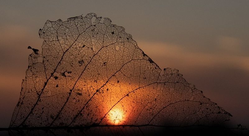 A dry autumn leaf shot against a low sun in an orange sky to illuminate its veins.