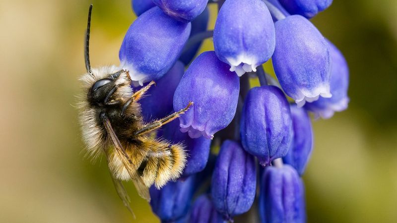 A close-up of a bee feeding on purple grape hyacinth flowers, captured on a Canon EOS-1D X Mark III by wildlife photojournalist Christian Ziegler.