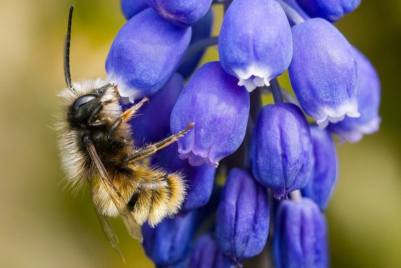 Get inspired bee macro tips