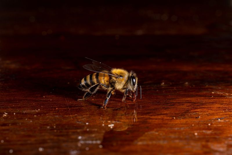 A close-up of a bee on a wooden table with its reflection visible in water, captured with a Canon RF 100mm F2.8L Macro IS USM lens by wildlife photojournalist Christian Ziegler. 