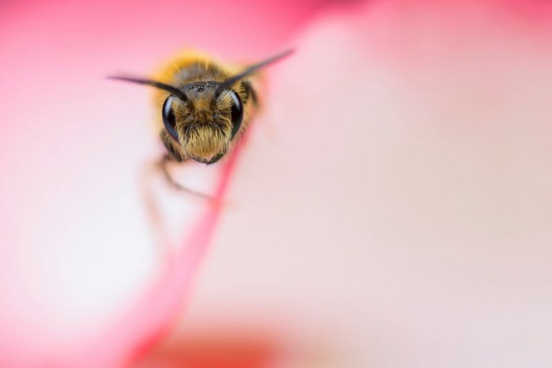 A close-up of a bee, sitting on a pink flower and looking straight at the camera, demonstrating a shallow depth of field. Taken by macro photographer Matt Doogue.
