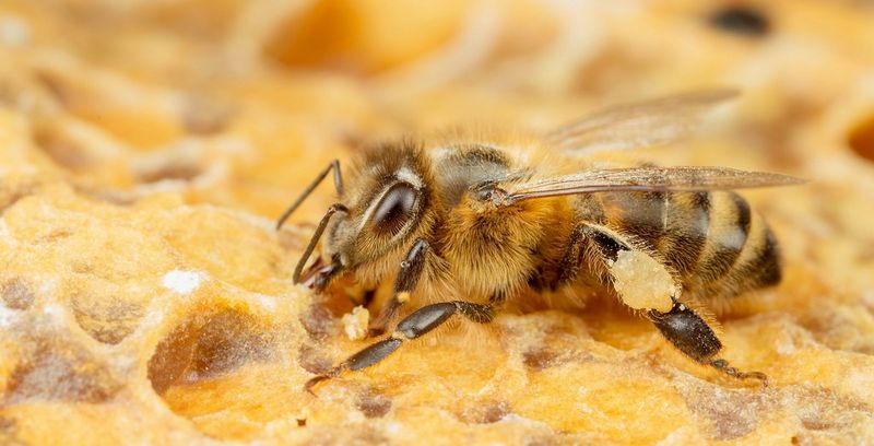 A close-up of a bee on honeycomb, captured on a Canon EOS 6D by macro photographer Matt Doogue. 