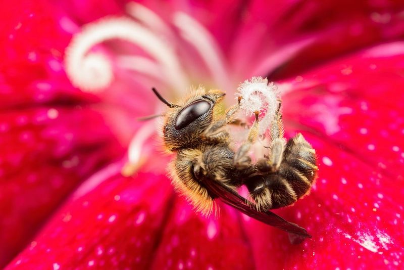 A close-up of a bee curled around the stamen of a red flower, captured on a Canon EOS 6D by macro photographer Matt Doogue. 