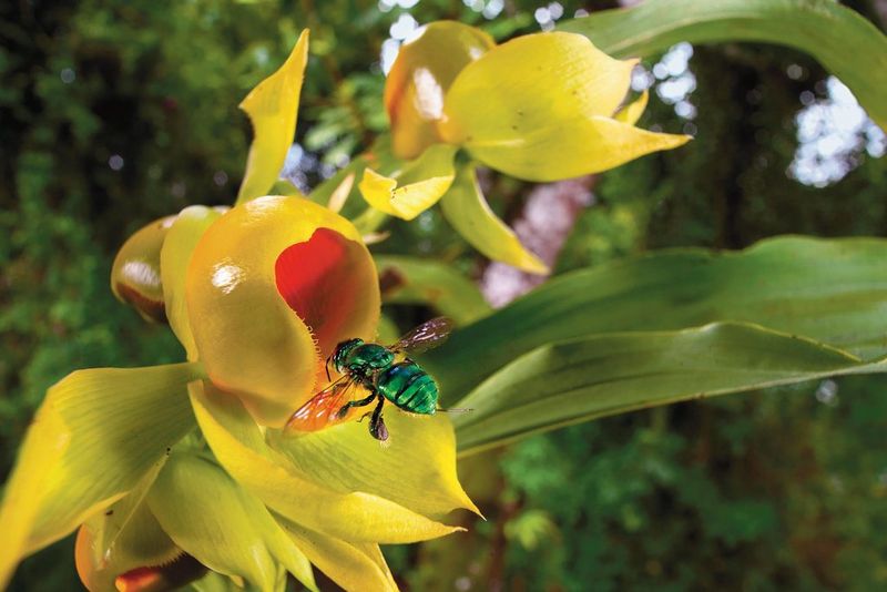 A close-up of an orchid bee flying towards a yellow orchid flower, captured with a Canon EF 16-35mm f/2.8L USM lens by wildlife photojournalist Christian Ziegler. 