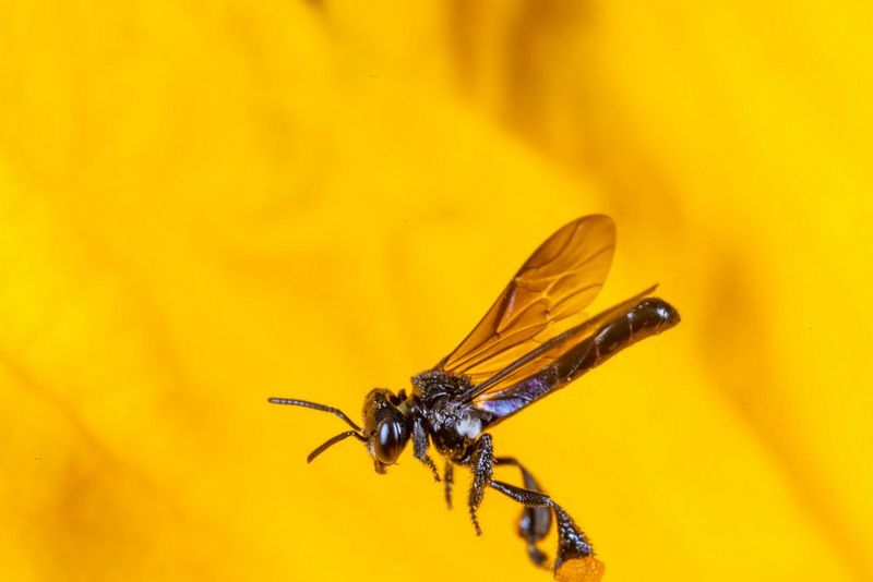 A close-up of a bee in flight against a yellow background, captured by wildlife photojournalist Christian Ziegler. 