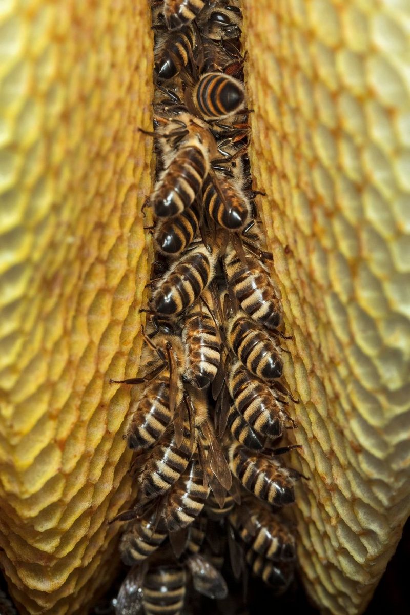 A close-up of dozens of bees between the honeycomb walls of a beehive, captured with a Canon EF 100mm f/2.8L Macro IS USM lens by macro photographer Ingo Arndt.