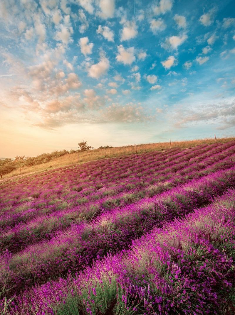 A field of lavender with small clouds in the blue sky above seeming to curve towards the sun rising behind a line of trees on the crest of a hill. 