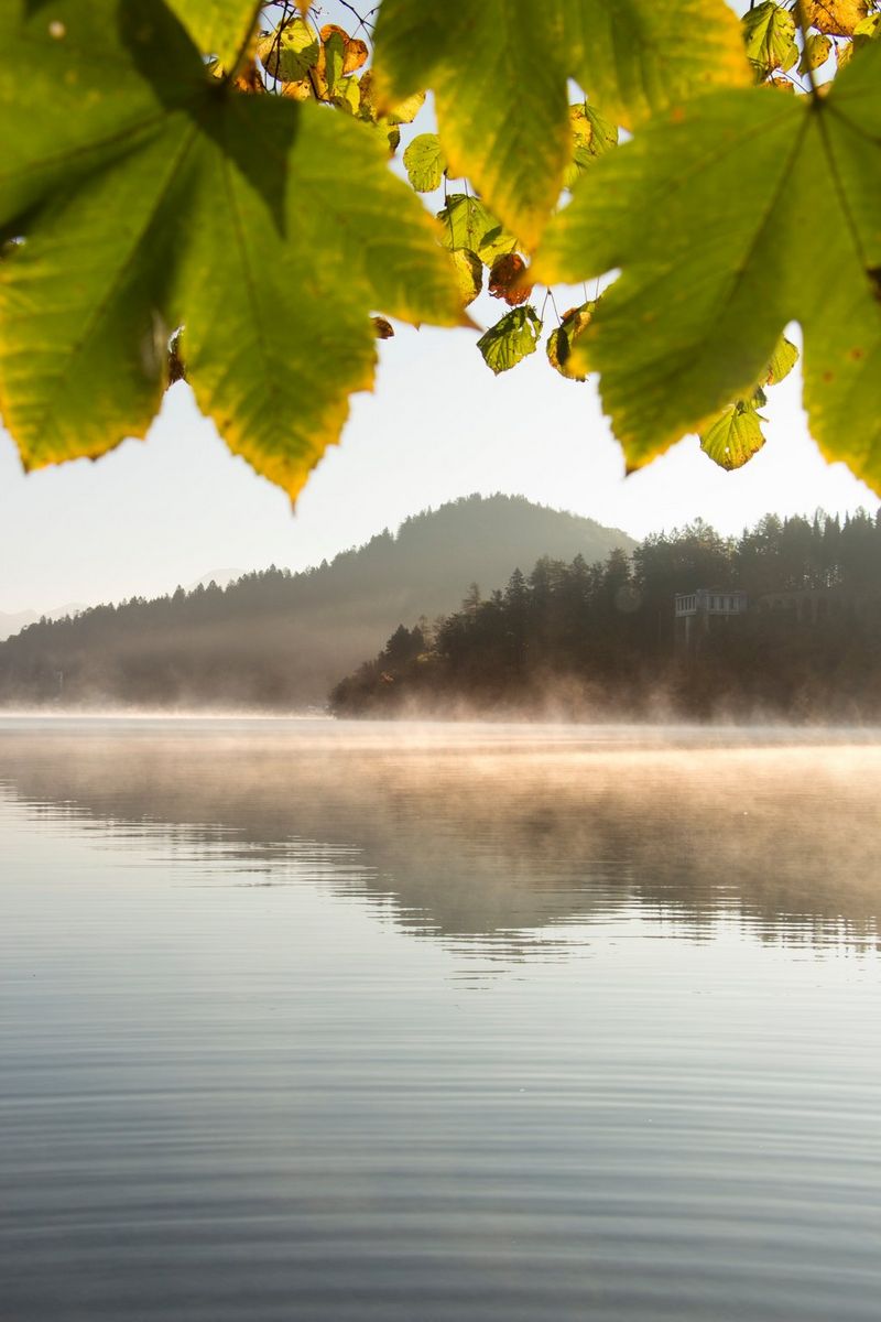 Hills beside Lake Bled in Slovenia shrouded in mist in the sunrise. Large foreground leaves hang into the scene. 