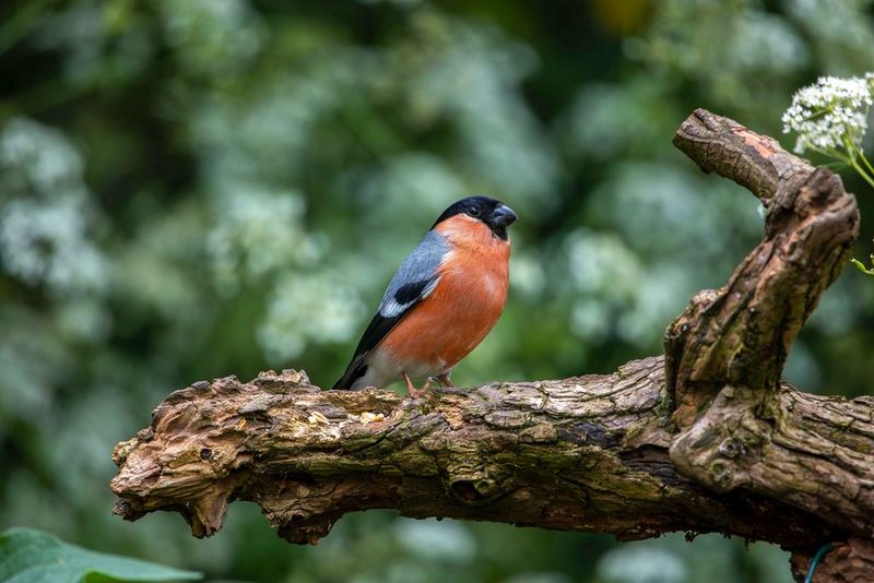 A bird with bright orange plumage is photographed on a branch, the background out of focus behind, in an image taken on a Canon EOS R6 by wildlife photographer Aaron Sterling.