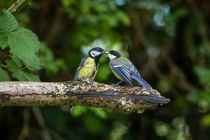 Two small birds on a branch, one passing food into the other's mouth in a photograph taken by Aaron Sterling.