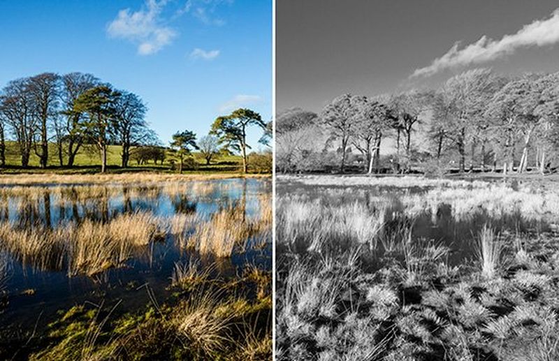 A before and after image of a marshy landscape, unedited on the left and in black and white on the right.