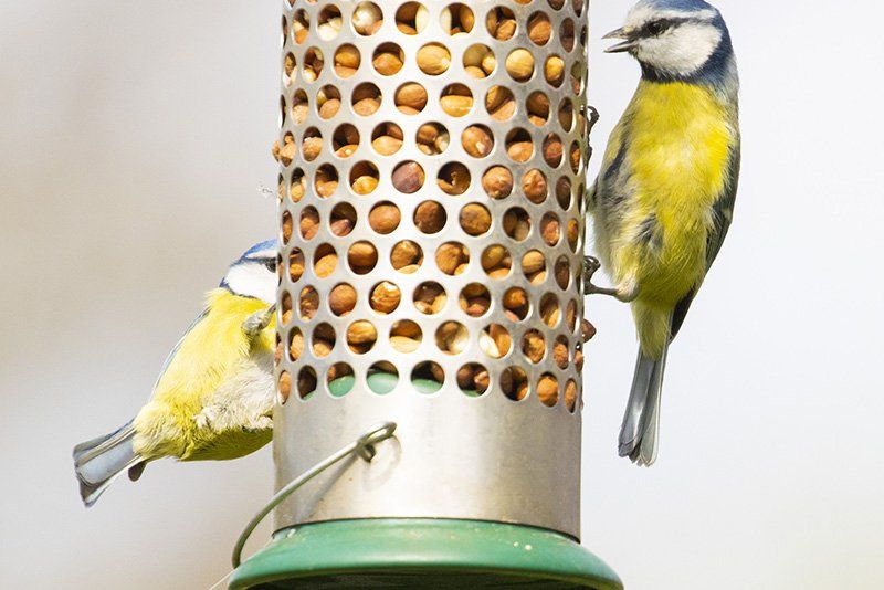 Two blue tits on a bird feeder.
