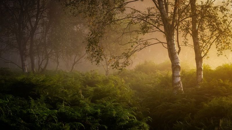Trees shrouded in mist above a carpet of ferns, taken on a Canon EOS R5 with a Canon RF 28-70mm F2L USM lens by Verity Milligan.