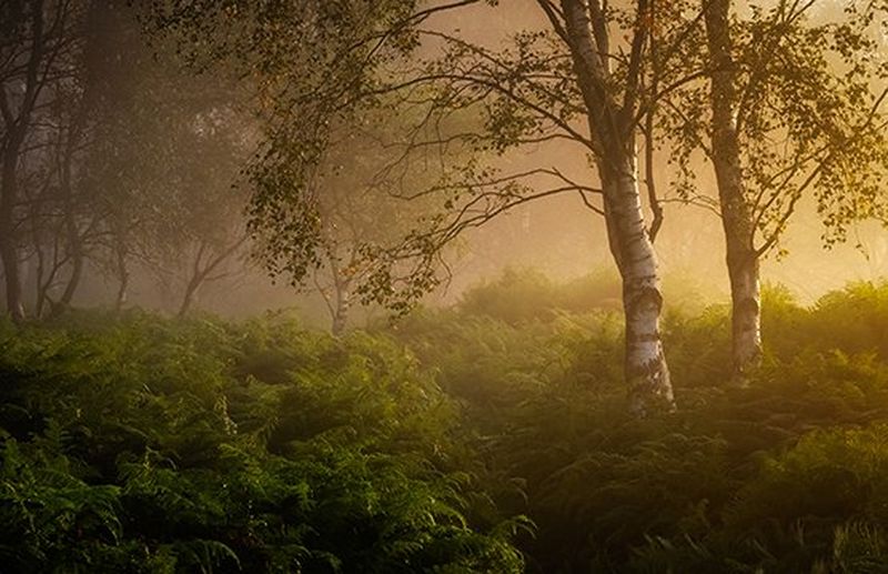 Copaci învăluiţi în ceaţă deasupra unui covor de ferigi, imagine realizată cu un aparat Canon EOS R5 cu obiectiv Canon RF 28-70mm F2L US de Verity Milligan.
