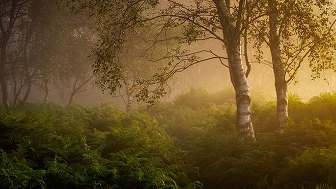 Drzewa spowite mgłą nad skupiskiem paproci sfotografowane aparatem Canon EOS R5 z obiektywem Canon RF 28-70mm F2L USM przez Verity Milligan.