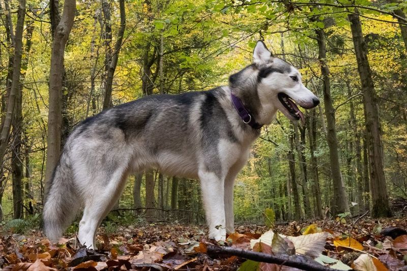 A dog stands on fallen leaves in a green woodland. Taken with a Canon RF 50mm F1.8 STM lens at f/20 for greater depth of field, so both the dog and the background are in focus.