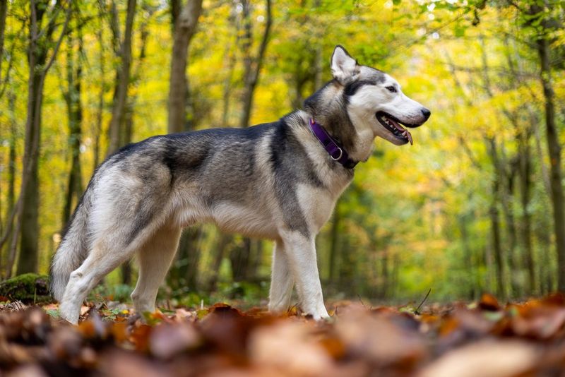 A dog stands on fallen leaves in a green woodland. Taken with a Canon RF 50mm F1.8 STM lens at f/1.8, the shallow depth of field means that the dog is in focus and the background is blurred.