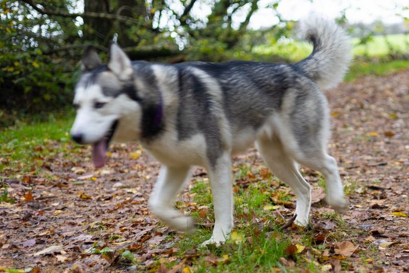 A dog is padding along a leafy path. The dog is blurred and out of focus because it has moved as the shutter on the Canon EOS R6 was open.