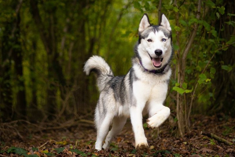 A dog leaps through leaves in woodland. Though it is moving, a fast shutter speed on the Canon EOS R6 means it is still perfectly in focus.