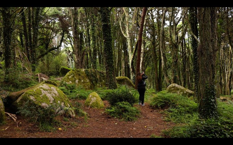 A woman standing in a forest shooting upwards towards the tree canopy. 
