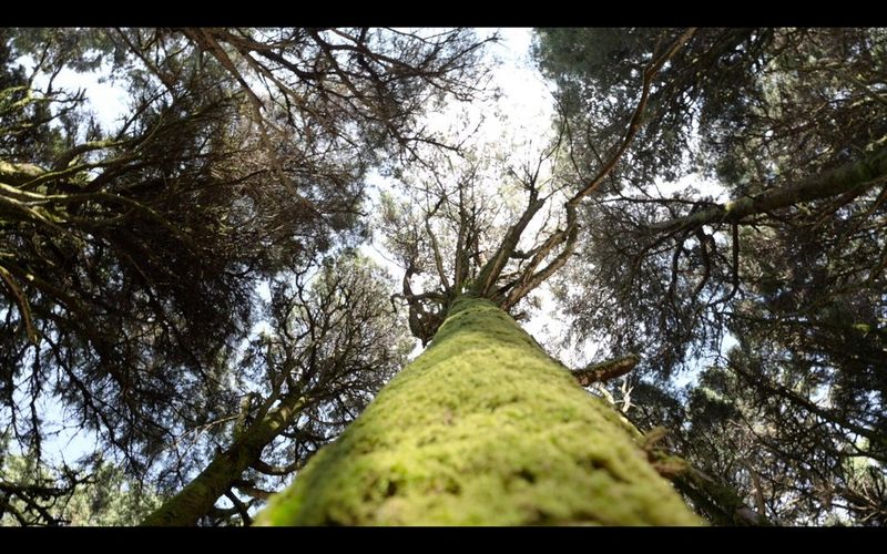 A shot taken directly upwards, showing tree branches filing the sky. 