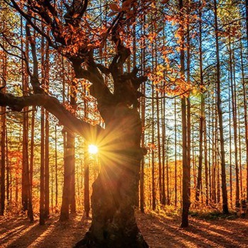 Autumn