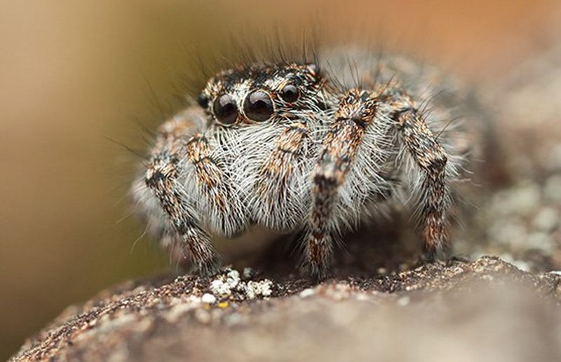 A close-up of a brown jumping spider.