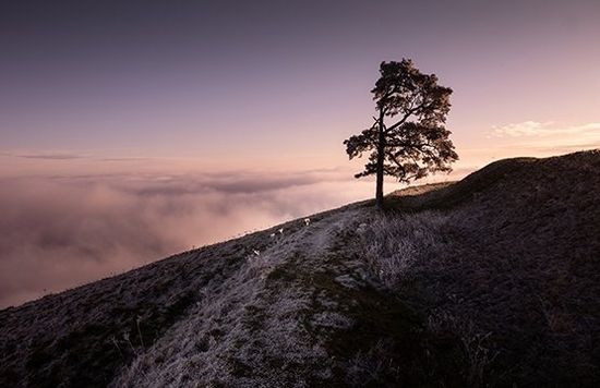 A landscape shot of a tree on the side of a hill, in front of a purple sky.