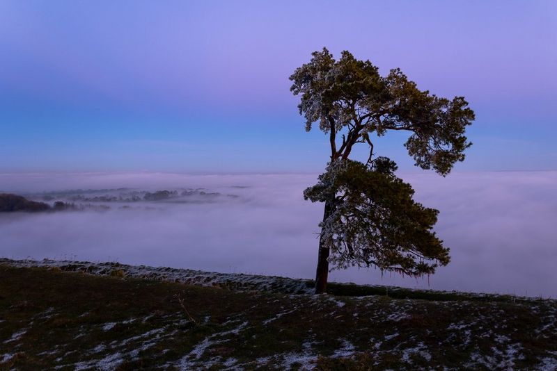 A lone tree on a hillside, silhouetted against a blue sky at twilight. Taken on a Canon EOS R6 with a Canon RF 24-105mm F4-7.1 IS STM lens.