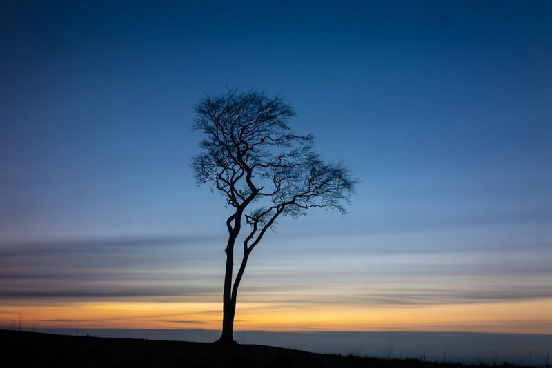 A tall tree stands alone at twilight, with an expansive blue sky behind it. Taken on a Canon EOS R6 with a Canon RF 24-105mm F4-7.1 IS STM lens.
