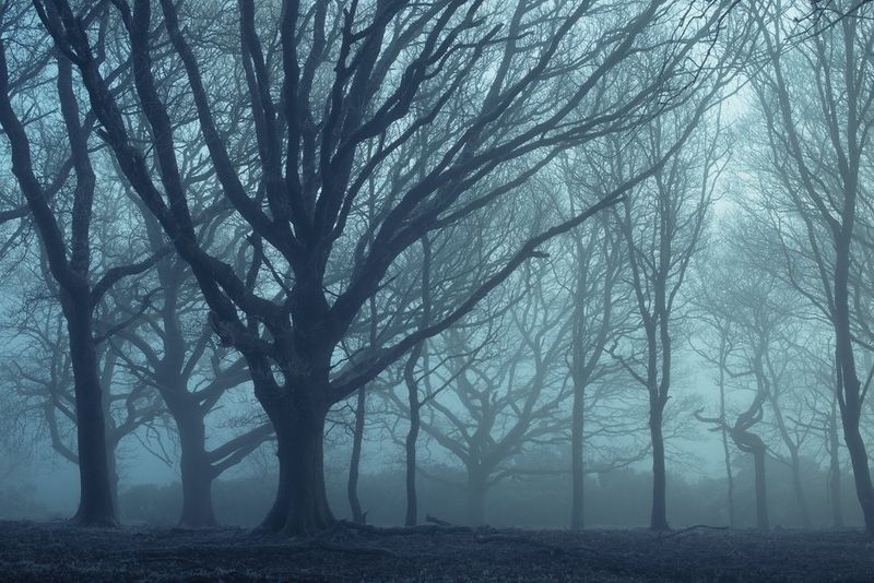 Bare trees shrouded in blue mist. Taken on a Canon EOS RP with a Canon RF 35mm F1.8 MACRO IS STM lens.