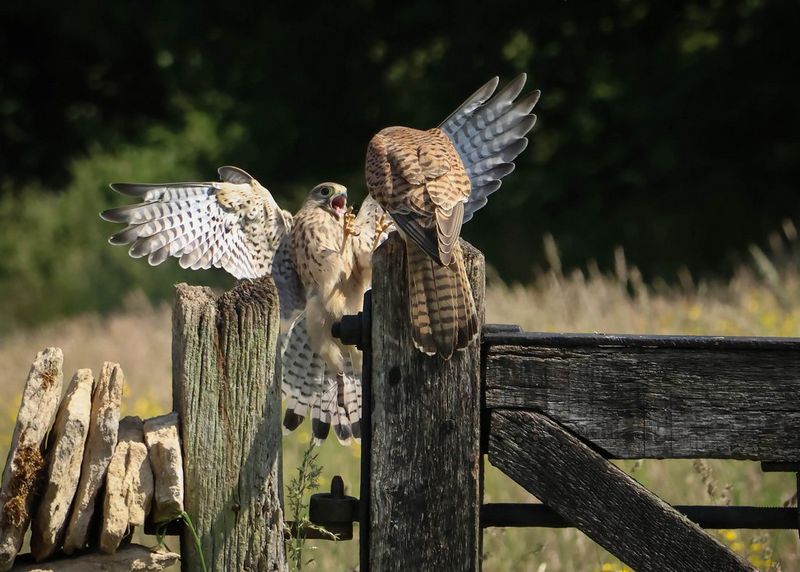 Two kestrels, one sitting on a wooden post, the other hovering in the air with its claws lifted up, quarrel over food.