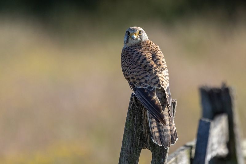 A kestrel sitting with its back to the camera on a wooden post. Its head is turned almost 180° degrees so that its eyes and beak can be seen.