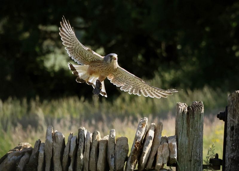 A kestrel with its wings fully outstretched prepares to land on a wooden post in a field.