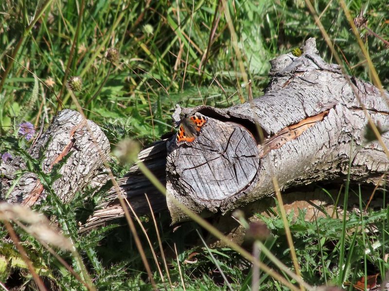 A tortoiseshell butterfly perched on a log, hidden behind tall grass.