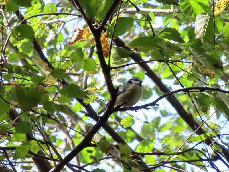 A blue tit perched on a branch, hidden among the leaves.
