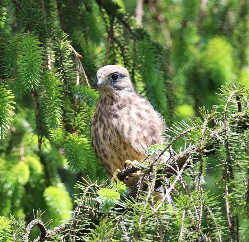 A young kestrel chick sits on a tree branch, surrounded by greenery.