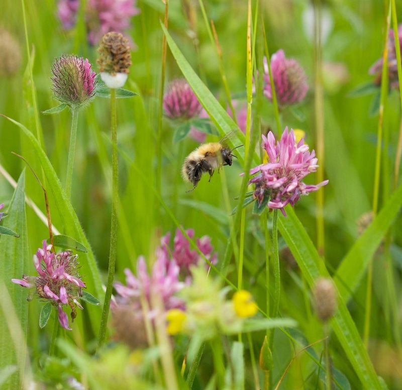 A close-up of a bumblebee hovering amongst thistles and grass.