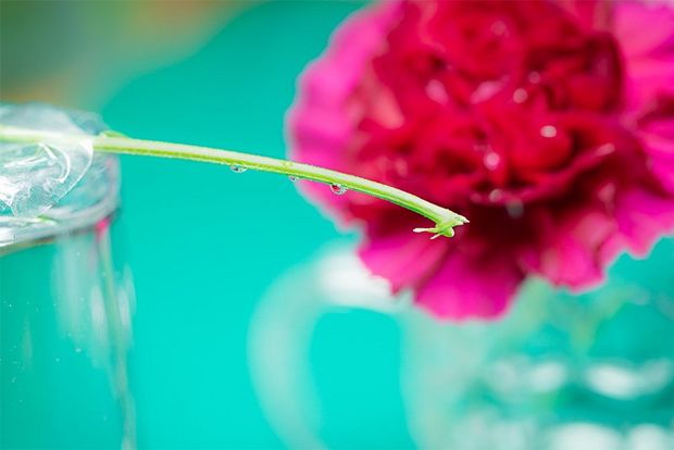 A flower stem balanced on a glass.