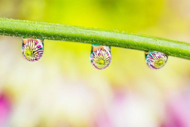 Three water droplets reflecting a flower head on a flower stem.